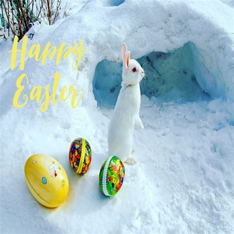 Happy Easter Easterbunny Rabbit Snow Easter Bunny Happy Easter