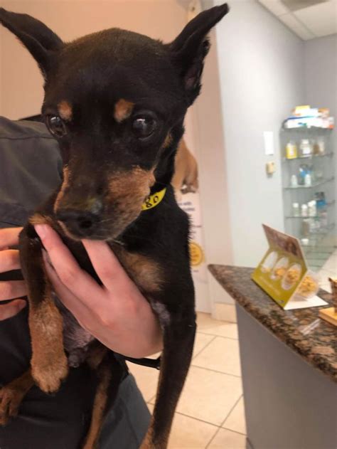 Adopt Micah On Petfinder Miniature Pinscher Dog Dog Adoption Help