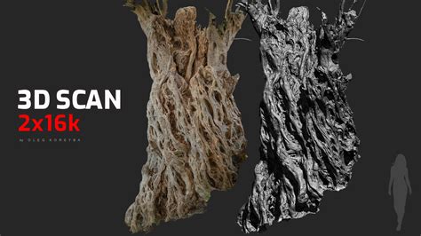 Artstation Ancient Olive Tree 2 Raw 3d Scan 2x16k Textures Resources
