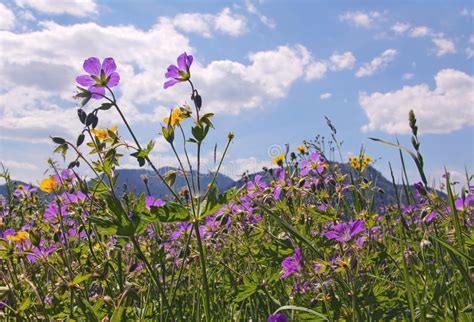 Wildflower Meadow In The Bavarian Alps Stock Photo Image Of Field