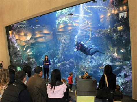 Seattle Aquarium How Long To Visit Aquarium Views