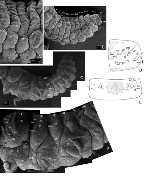 Leiodes Cinnamomea Details Of Larval Morphology Of Instar Iii A