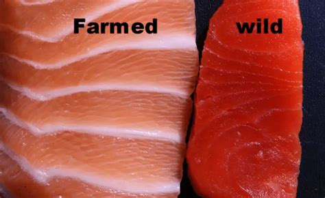 5 Difference Between Farm Raised And Wild Salmon With Table Animal