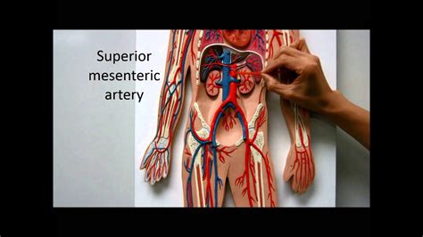 Blood Flow Path Body Systemic Circulation Anatomy Physiology Nursing