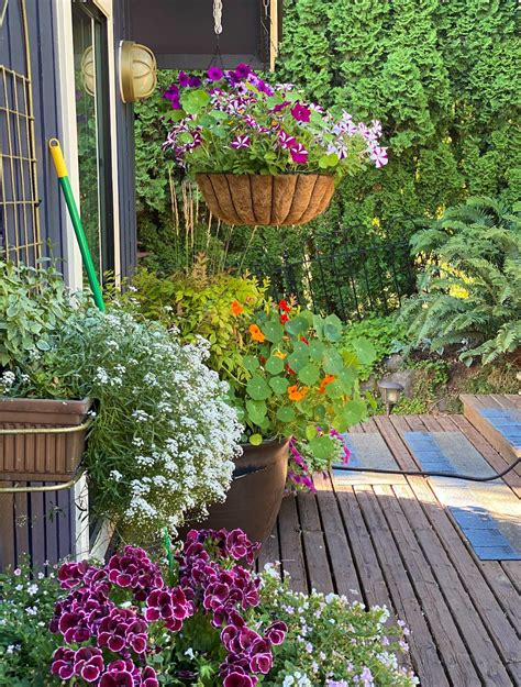 Container Gardening Explained Pt 1