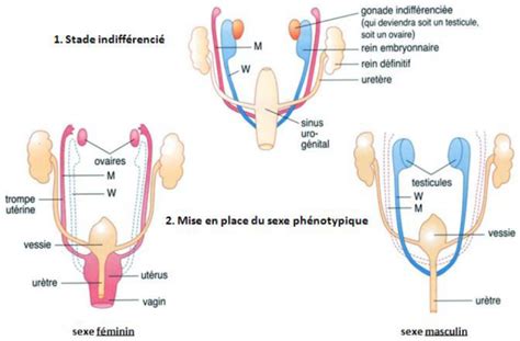 Ii Différenciation Des Appareils Génitaux Au Cours Du Développement