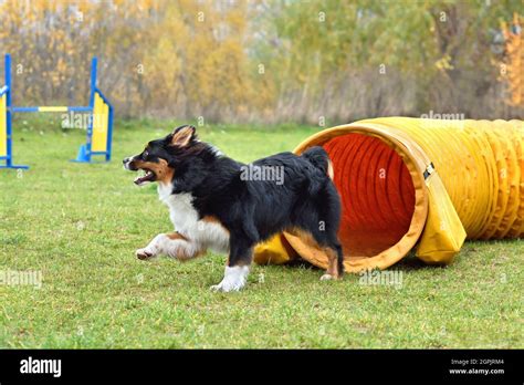Australian Shepherd Dog Came Out Of Yellow Tunnel On Outdoor Agility