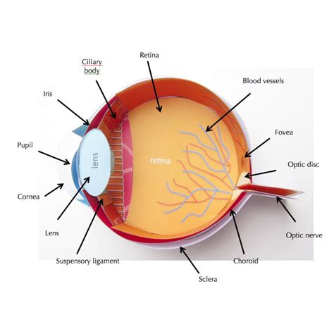 The cornea itself is composed of five different layers, and the function of the outermost layer is to protect the eye from dirt and foreign objects, augmented by tears which keep the eye moist and clean out dirt. Human Eye - Origami Organelles