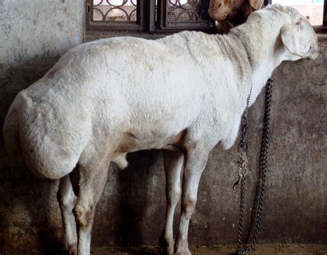 Fat Tailed Sheep Alchetron The Free Social Encyclopedia
