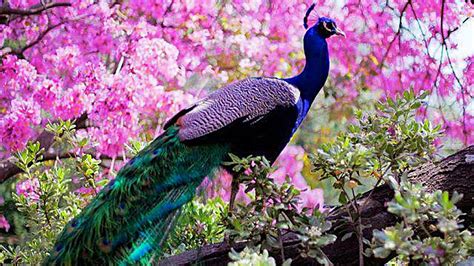 Beautiful Peacock On Tree Trunk In Blur Pink Flowers Background Hd