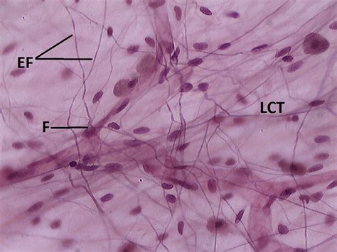 Loose Areolar Connective Tissue X Histology