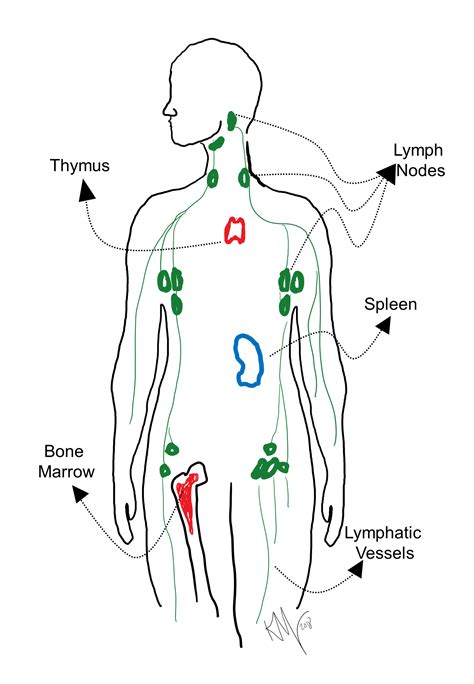 Types Of Lymphoid Organs