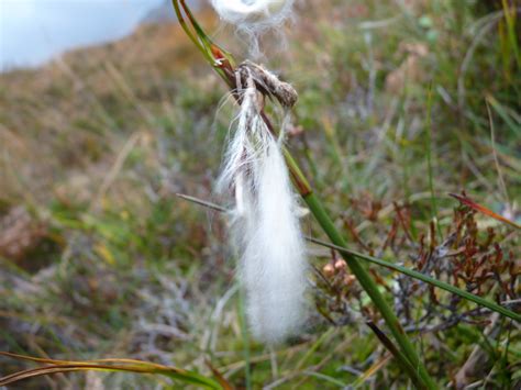 Image Common Cotton Grass British Wildlife Wiki