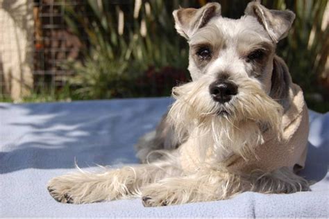 Cu Ntos Kil Metros Puede Correr Un Schnauzer Miniatura Blog De Adopta