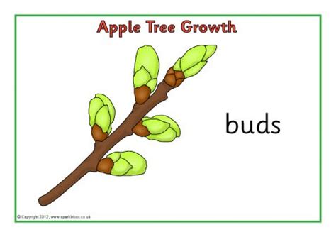 We use this book to teach children about the life cycle of an oak tree. Apple Tree Growth/Life Cycle Posters