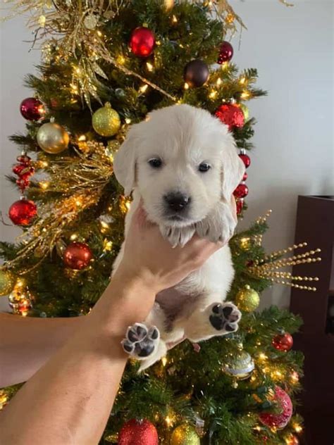 Golden creek kennels began soon after we built our first home. Christmas 2019 Puppies - English Cream Golden Retriever Puppies - Treasure Goldens
