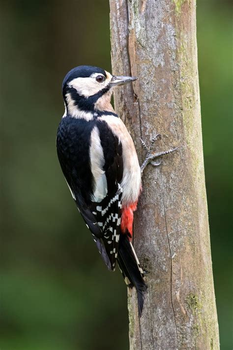 Great Spotted Woodpecker Martin Lawrence