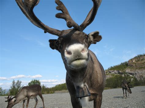 Where Did Norways Reindeer Come From