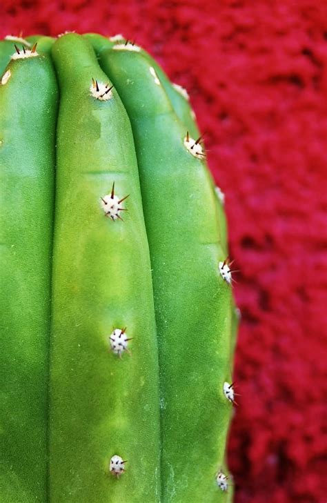 Put on a pair of leather. san pedro cactus - Gill Garden Center + Landscape Co.