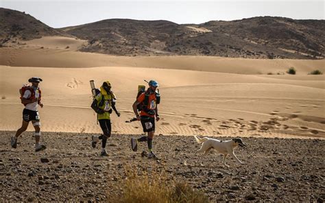 Desert cactus are relatively inexpensive. A Stray Dog Joined a 140-mile Footrace in the Sahara (and ...