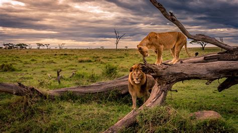 Wallpaper Lions Lioness Africa Nature Trunk Tree Grass 2560x1440