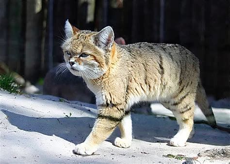 Wild Cats The Chinese Mountain Cat