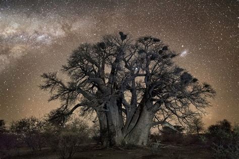 Interview Beth Moon Photographs The Worlds Ancient Trees