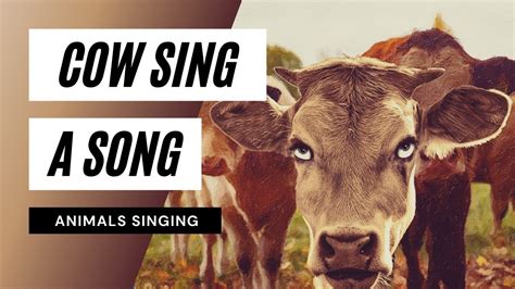 Cow Sing A Song The Cow Song Animation 🐮 Youtube