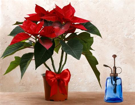 Poinsettia Plant Care How To Grow Poinsettias