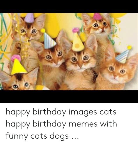 Happy Birthday Images Cats Happy Birthday Memes With Funny Cats Dogs