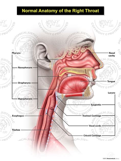 Neck And Throat Anatomy Diagram Axis Scientific Human Neck And Throat Model View Into Throat