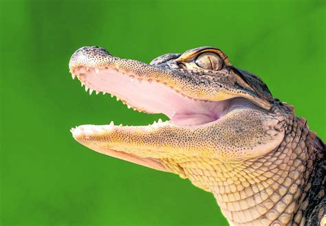 Indianapolis Zoo Opens Alligator Crocodile Exhibit Daily Journal