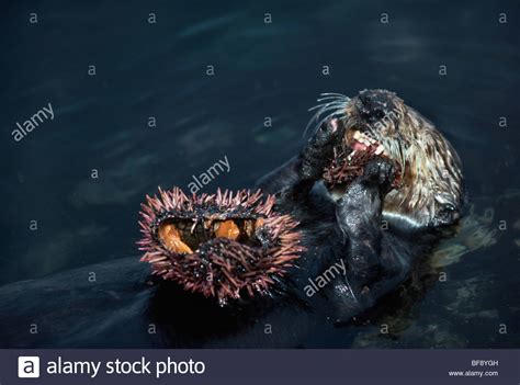 Land Otter Stock Photos & Land Otter Stock Images - Alamy