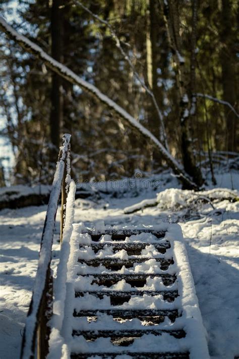 Snowy Pathway For Walking In Forest In Winter Stock Photo Image Of
