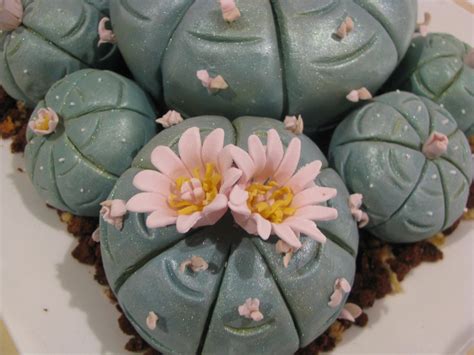Also valid for peruvian torch, bolivian torch, peyote and. Lophophora Williamsii/peyote Cactus Cake - CakeCentral.com