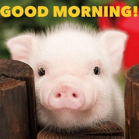 Good Morning Good Morning Puppy Animals Teacup Pigs