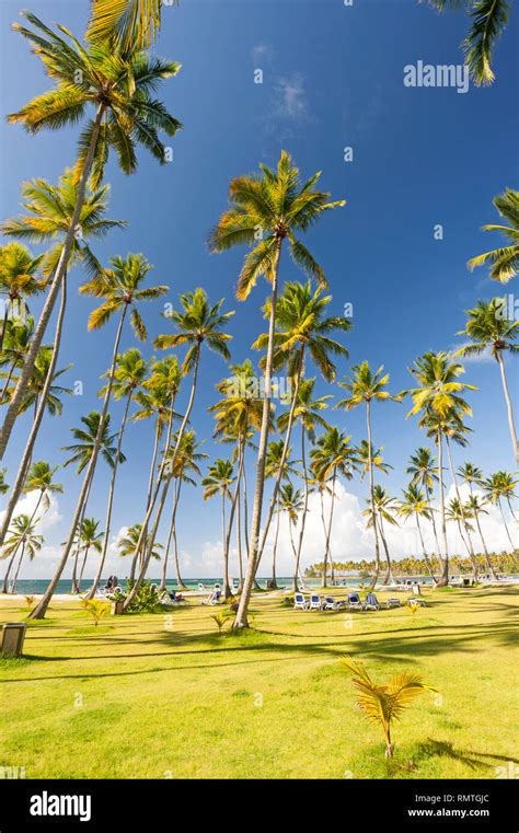 Tropical Caribbean beach Stock Photo - Alamy