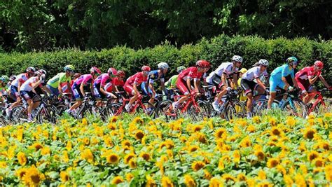 Sunflower Fields And The Peloton In The Background A Staple Of La Tour