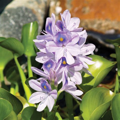 Water Hyacinth Most Popular Pond Plant