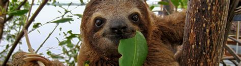 Species Profile Brown Throated Three Toed Sloth Bradypus Variegatus