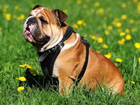 Our readers' most popular and frequently asked questions about the bulldog. Purchase Leather Dog Harness | Bulldog Training
