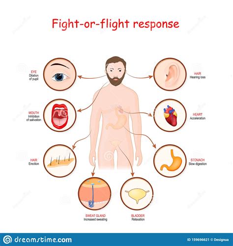 Learn vocabulary, terms and more with flashcards, games and other study tools. Fight Flight Human Brain Stock Illustrations - 25 Fight ...