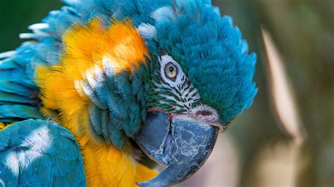 Blue And Yellow Macaw 5k Wallpapers Hd Wallpapers Id