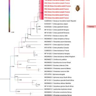 Phylogenetic Tree Based On COI Gene Sequences Including The Sequences Download Scientific