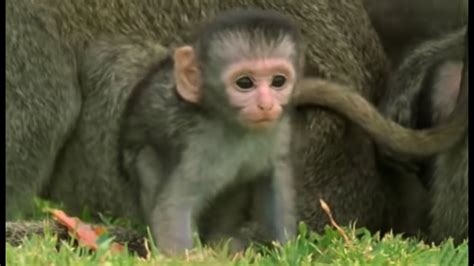 These Adorable Baby Monkeys Are So Playful Cheeky Monkey Bbc Earth