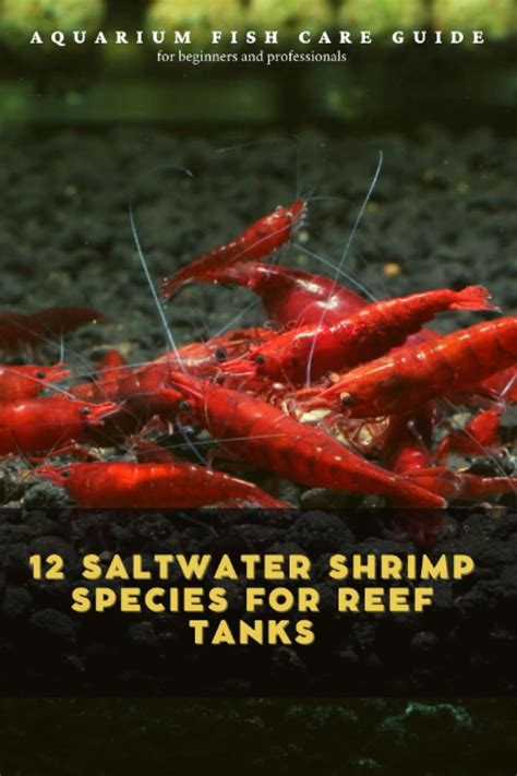Buy Saltwater Shrimp Species For Reef Tanks Aquarium Fish Care
