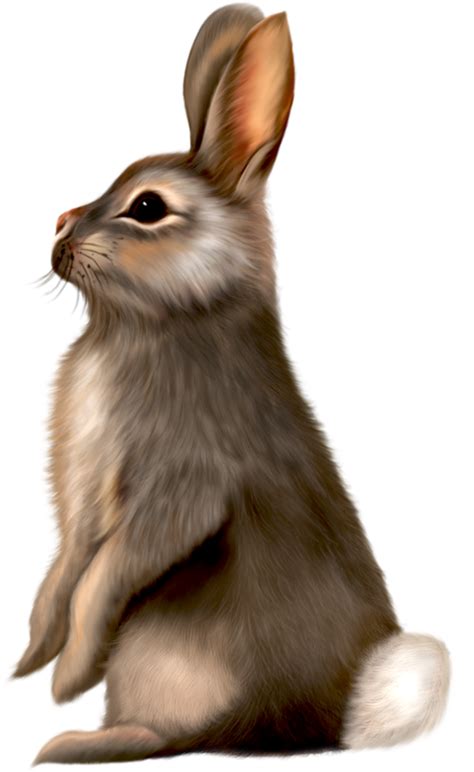 Download High Quality Bunny Clipart Realistic Transparent Png Images Images And Photos Finder