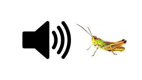 Crickets Awkward Silence Sound Effect Prosounds Youtube