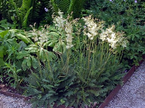 Filipendula Vulgaris Common Dropwort Go Botany