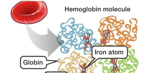 Hemoglobin Structure Types And Functions World Health